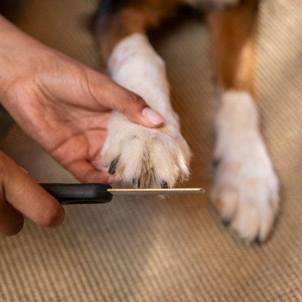 Пилка для кігтів для котів і собак Fiskars Nail File (2009142) Пилка для кігтів для котів і собак Fiskars Nail File (2009142)